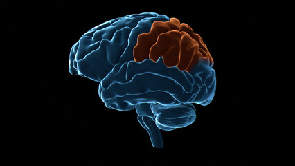 Human brain parietal lobe, illustration
