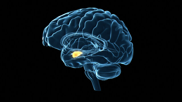 Human brain amygdala, illustration