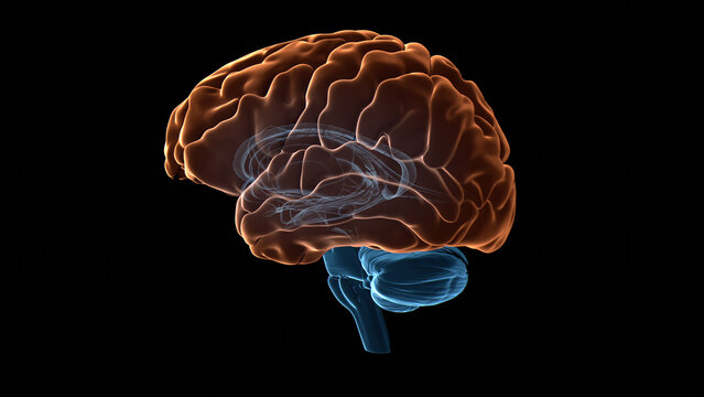Human brain cerebral cortex, illustration
