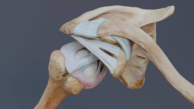 Superior view of glenohumeral joint, illustration
