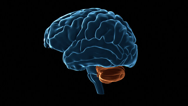 Human brain cerebellum, illustration