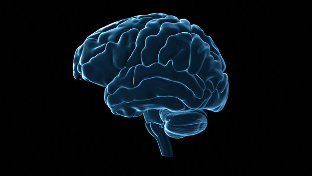 Human brain, illustration