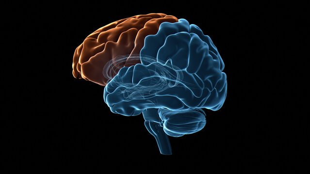 Human brain frontal lobe, illustration