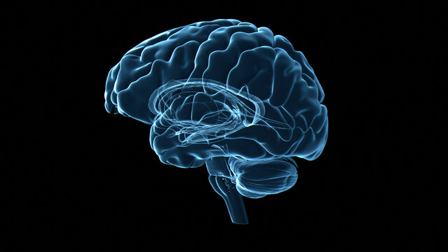 Human brain, illustration
