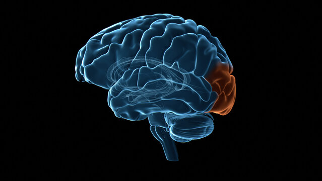 Human brain occipital lobe, illustration