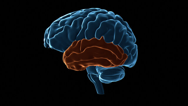 Human brain temporal lobe, illustration