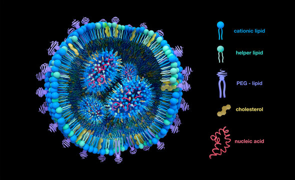 Lipid nanoparticle structure, illustration