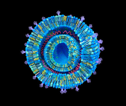 Cationic lipoplex structure, illustration