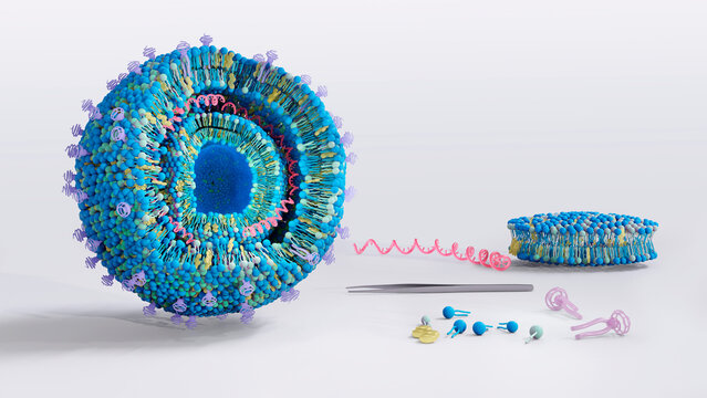 Cationic lipoplex structure, illustration