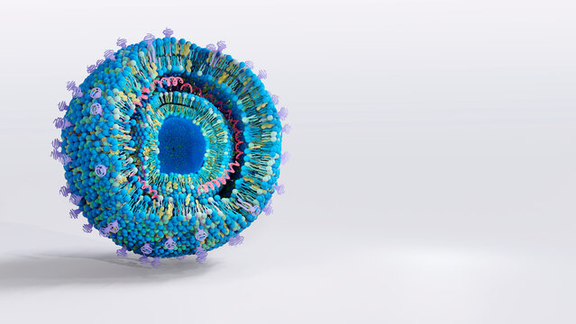 Cationic lipoplex structure, illustration