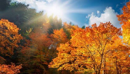 青空の下紅葉したカエデの林