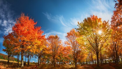 青空の下紅葉したカエデの林