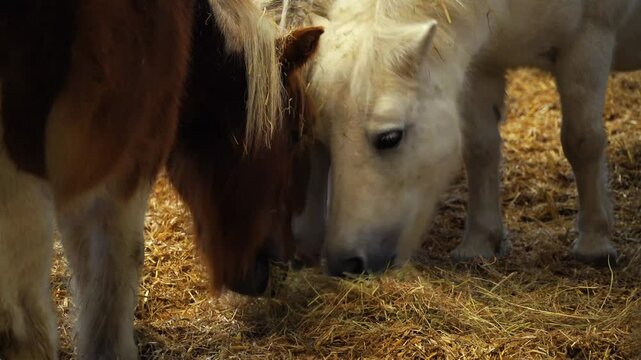 4K video of Shetland Ponies with super-soft, brown and cream hair and fur. These small ponies eat the hay and straw in their indoor stable in the barn at Folly Farm in Pembrokeshire. 