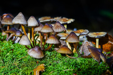 mushrooms in the forest