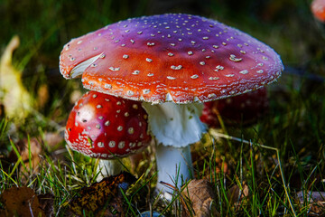 fly agaric mushroom in forest