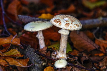 mushrooms in autumn forest