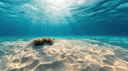 An underwater scene highlighting sunlight filtering through water illuminating sandy textures and a patch of greenery on the ocean floor