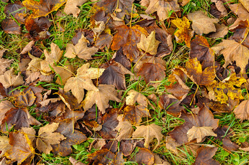 Fallen leaves in shades of brown and yellow cover green grass.