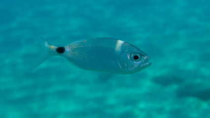 Fototapeta premium Saddled seabream or saddled sea bream, saddle bream, oblade (Oblada melanurus) undersea, Aegean Sea, Greece, Halkidiki, Pirgos beach