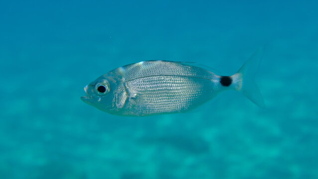 Saddled seabream or saddled sea bream, saddle bream, oblade (Oblada melanurus) undersea, Aegean Sea, Greece, Halkidiki, Pirgos beach