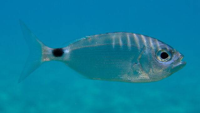 Saddled seabream or saddled sea bream, saddle bream, oblade (Oblada melanurus) undersea, Aegean Sea, Greece, Halkidiki, Pirgos beach