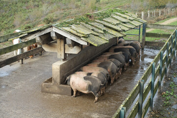 Des cochons d'élevage en plein air kintoa, mangent dans leur mangeoire