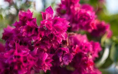 pink and purple flowers