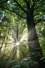 Wald, Baum, Forest, Sonne , Herbst Shinrin Yoku, Tree, Herbst, Autumn , Waldbaden 