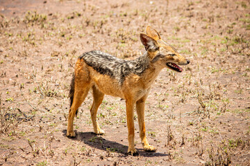 A black-backed jackal looking into the distance in  Serengeti, Tanzania