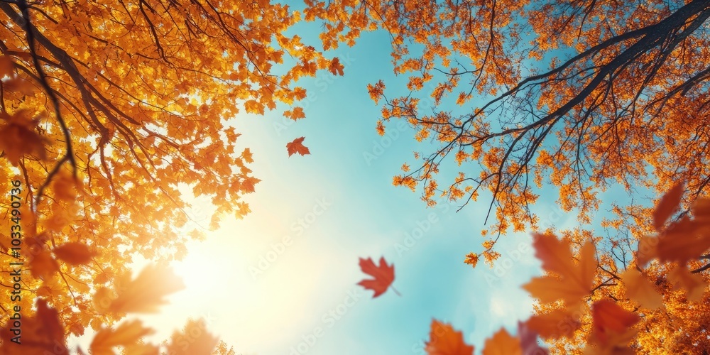 Poster Autumn foliage at the treetops in a fall forest. Sunlight and sky seen through the branches of autumn trees. Autumn backdrop. Copy space. Soft focus.