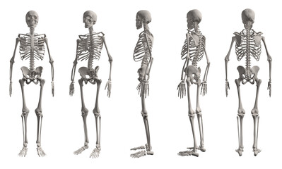 3D Render of Skeleton isolated on white background from different angles.