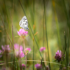 Butterfly on Green Background