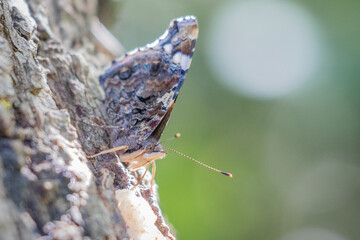 Butterfly on tree
