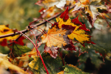autumn leaves in the forest