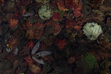 autumn leaves