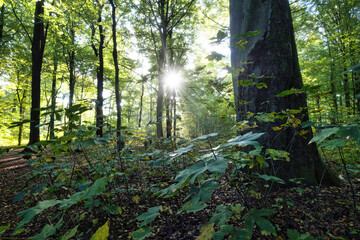 Wald, Baum, Forest, Sonne, Herbst Shinrin Yoku, Tree, Herbst, Autumn, Waldbaden, green, landschaft, holz, herbst, blatt, pfad, gehen, laub, natur, way, baum, sonnenlicht, dschungel, 