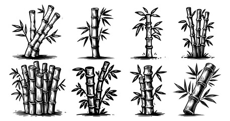 black and white bamboo plants in sketch style for nature and decoration themes
