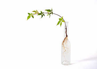 Fuchsia Root System in Glass Bottle