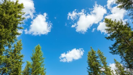 Obraz premium Serene forest landscape under a vast sky, perfect for adding your own text or message.