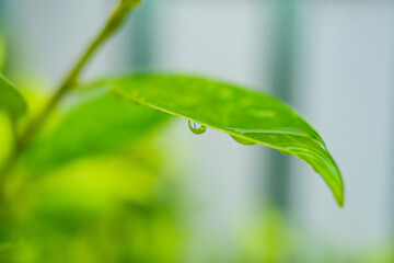 Fresh Raindrops on Green Leaf
