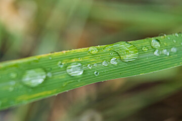 Fresh Raindrops on Green Leaf