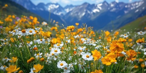 Obraz premium Countryside and mountain scenery featuring yellow, white, and colorful flowers.