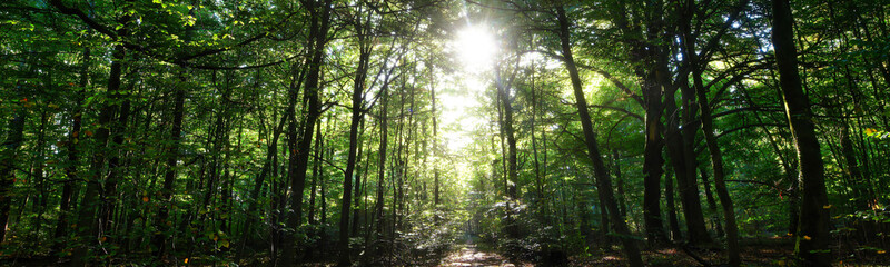 Wald, Baum, Forest, Sonne, Herbst Shinrin Yoku, Tree, Herbst, Autumn, Waldbaden, green, landschaft, holz, herbst, blatt, pfad, gehen, laub, natur, way, baum, sonnenlicht, dschungel, 
