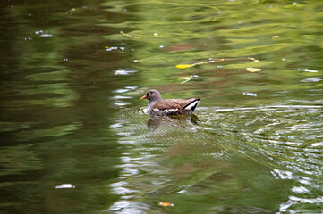 Ente auf dem Wasser