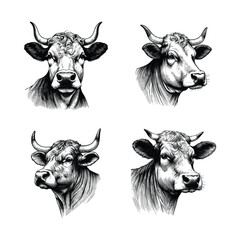 set of hand drawn cow head illustration. black and white cow vector sketch illustration