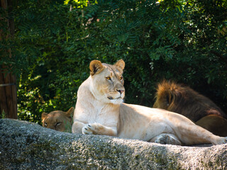 Obraz premium Löwin entspannt im Grünen