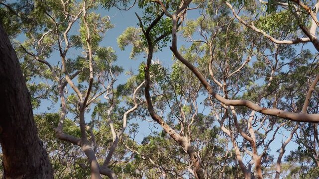 Low angle view of Sydney Red Gum trees or Angophora Costata species in Australia. Red twisted trunk trees blowing their green canopies in the wind in the coast of Sydney Australia on sunny day