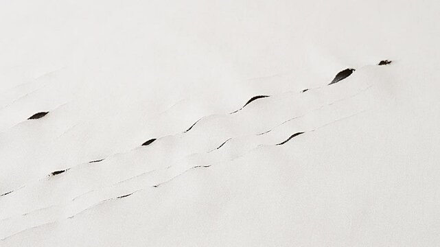Camera slowly circles claw-like tears on light-colored fabric, revealing dark color underneath