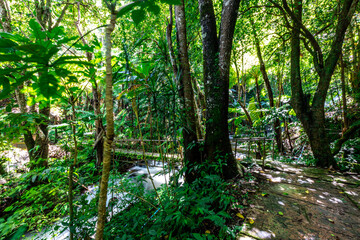 The natural background of the road surrounded by nature, big trees, waterfalls from high mountains and clear sky throughout the adventure journey.