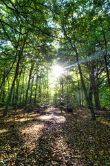 Wald, Baum, Forest, Sonne , Herbst Shinrin Yoku, Tree, Herbst, Autumn , Waldbaden